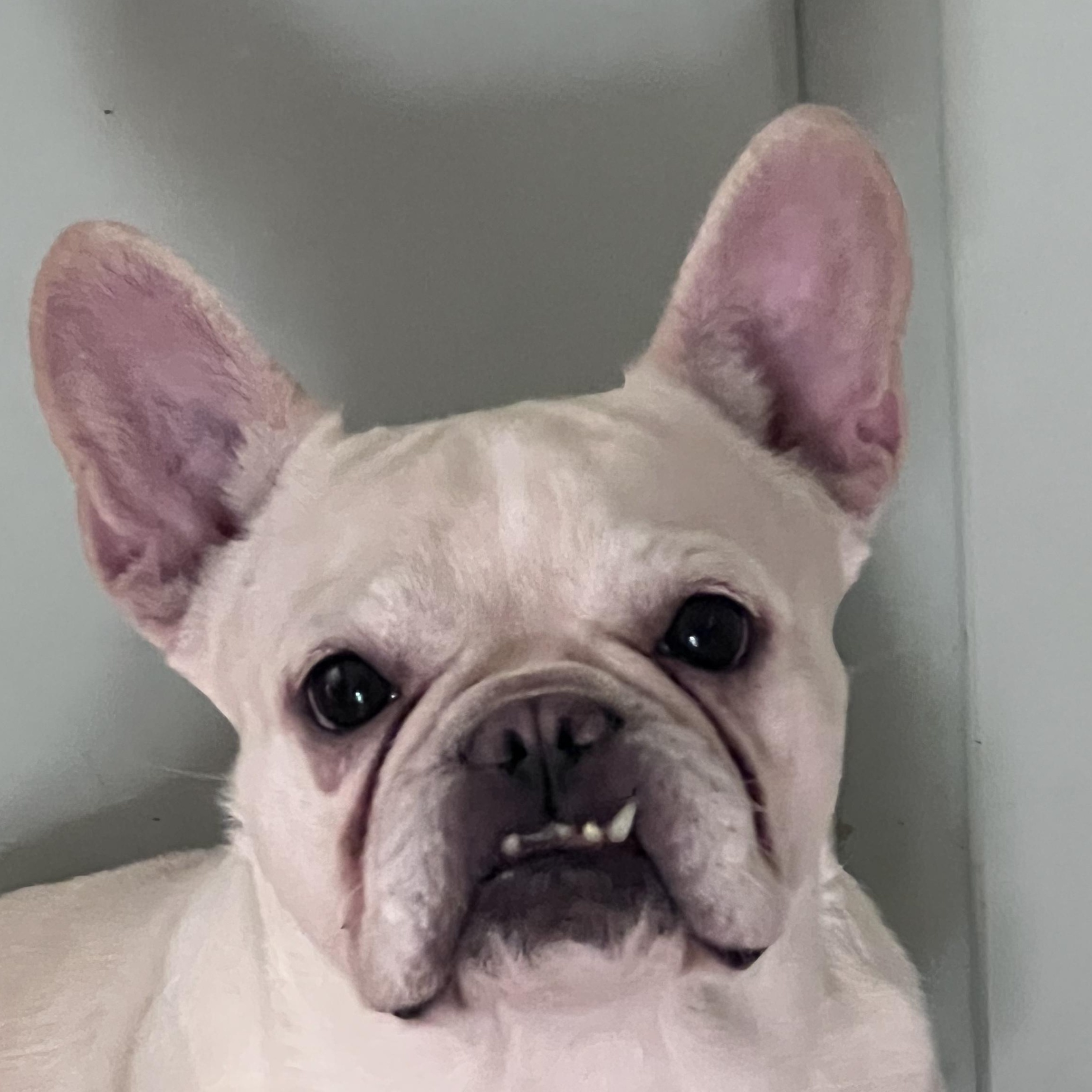 Enlarge Jodie, a Adoptable French Bulldog in Burlington, VT image 4/6