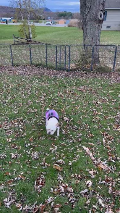 Enlarge Jodie, a Adoptable French Bulldog in Burlington, VT video 6/6