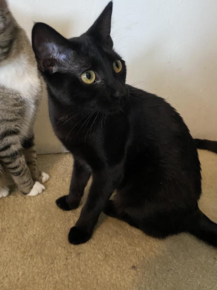 Victoria, Adoptable, Young Female Domestic Short Hair & Domestic Short Hair.