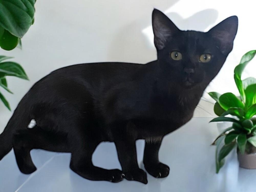 Victoria — thumbnail 2