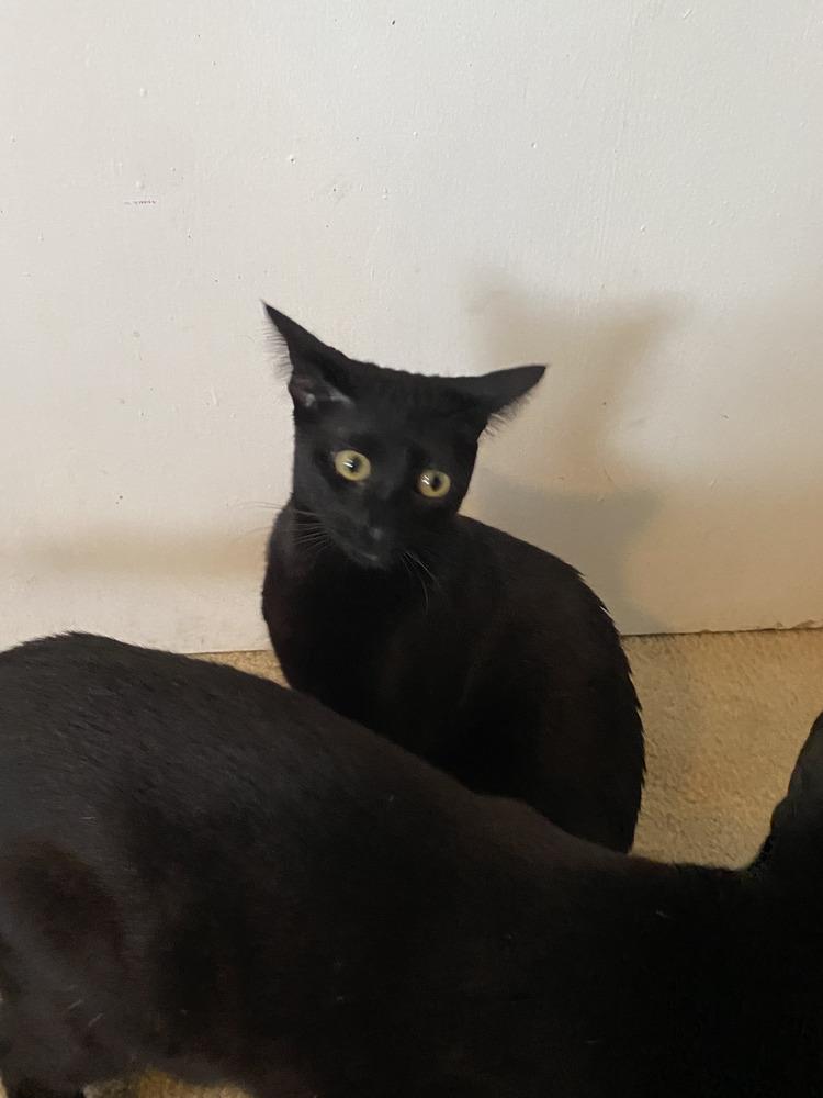 Victoria, a Adoptable mixed breed in Dallas, TX image 3/4