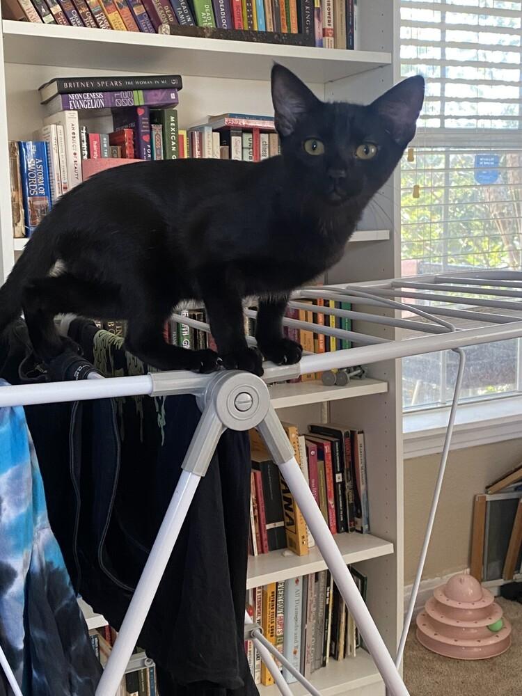 Victoria — thumbnail 4