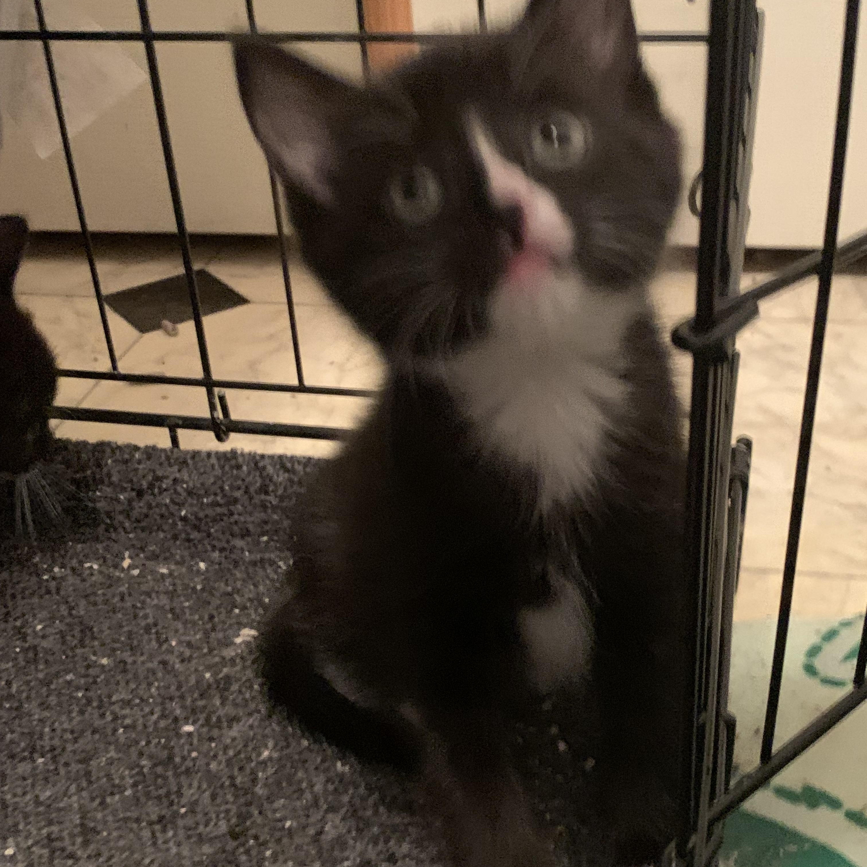Enlarge Libby, a ADOPTABLE Domestic Medium Hair in Shelby Township, MI image 2/2