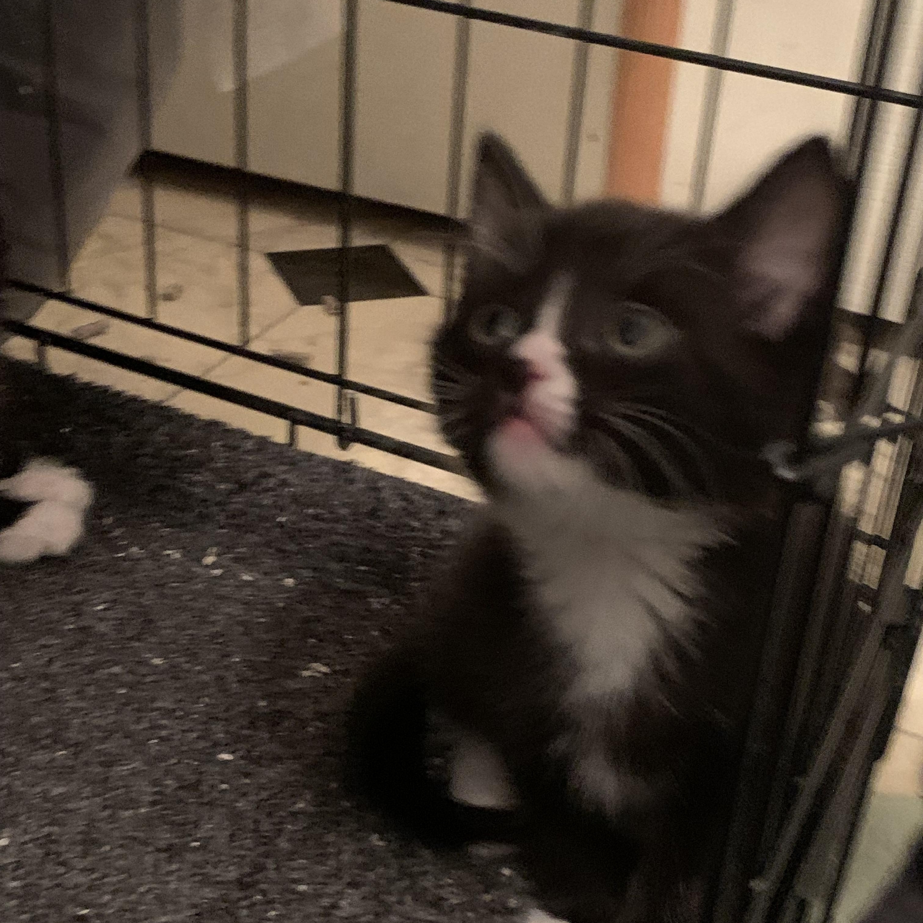 Libby, ADOPTABLE, Kitten Female Domestic Medium Hair.