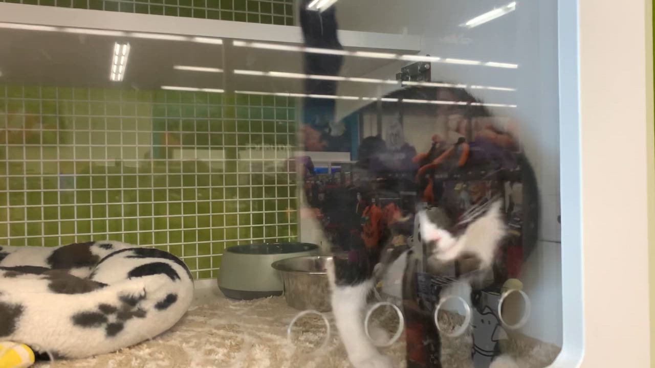 Enlarge Libby, a Adoptable Domestic Medium Hair in Shelby Township, MI video 2/2