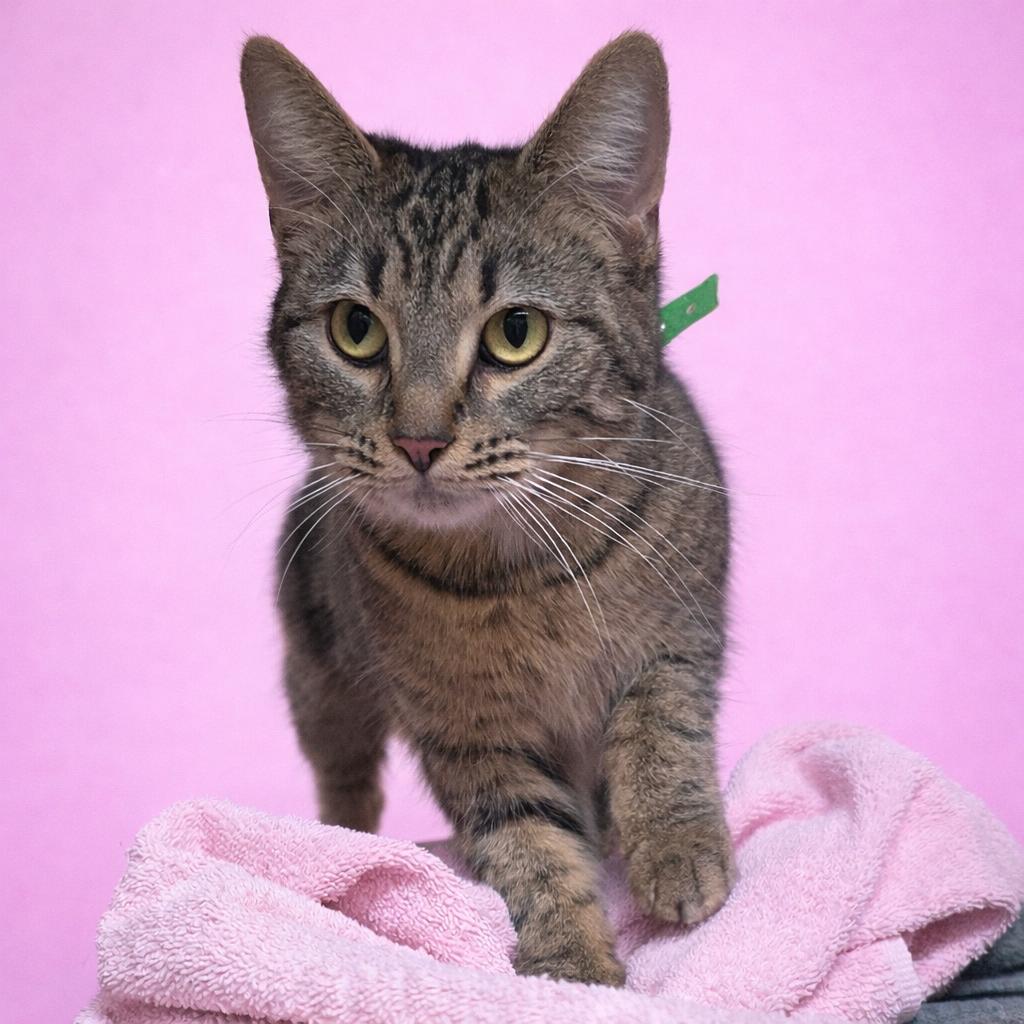 Enlarge Gretchen, a Adoptable Domestic Short Hair in Fort Wayne, IN image 1/3