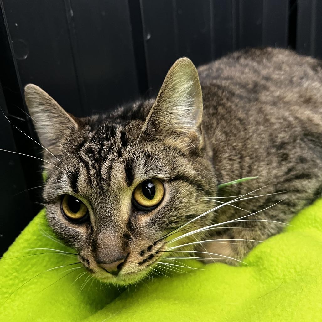 Enlarge Gretchen, a Adoptable Domestic Short Hair in Fort Wayne, IN image 2/3