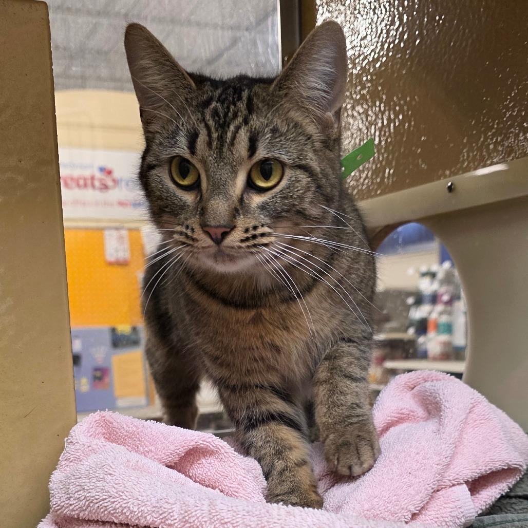 Enlarge Gretchen, a Adoptable Domestic Short Hair in Fort Wayne, IN image 3/3