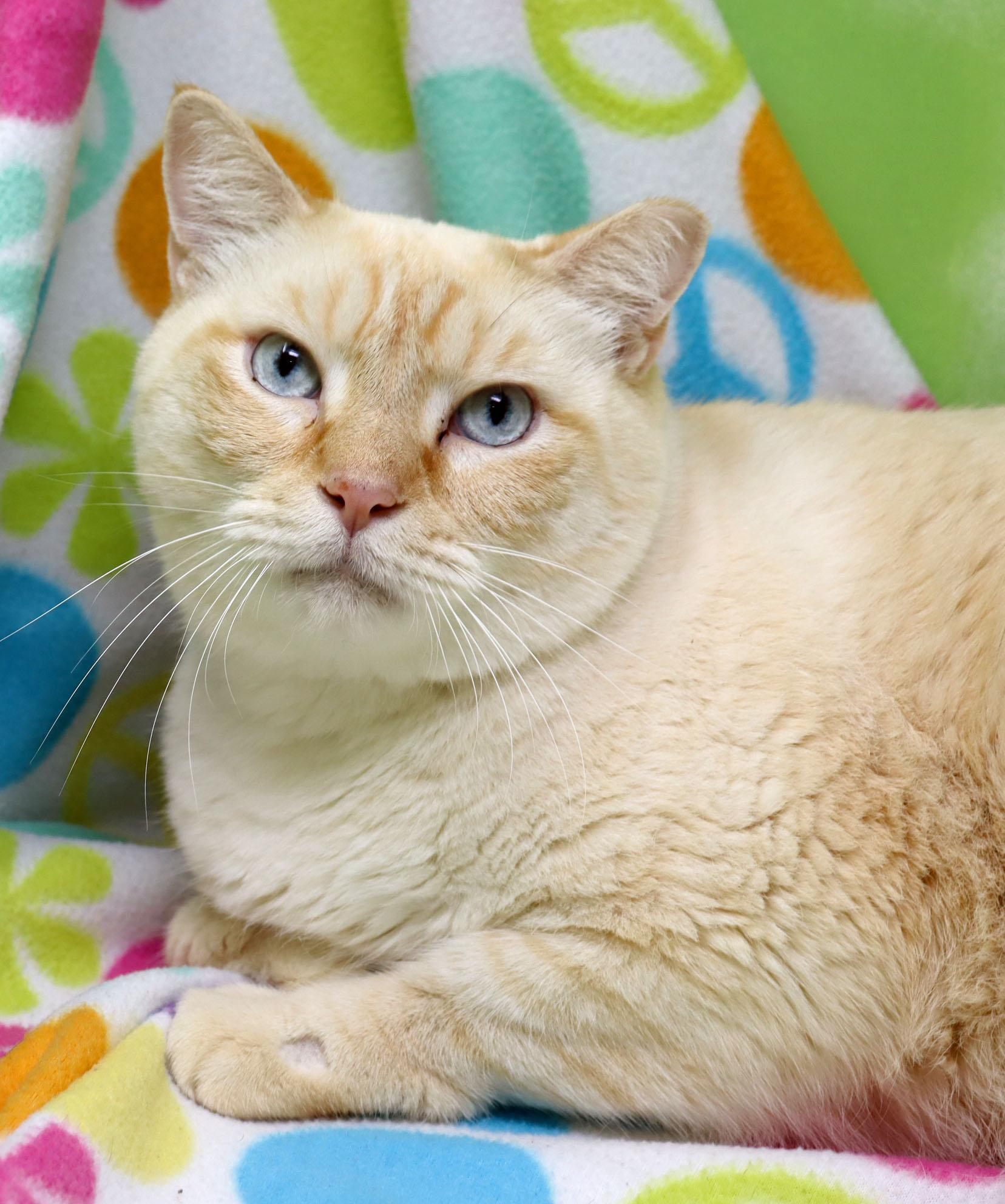 Eggnogg, ADOPTABLE, Senior Male Siamese.