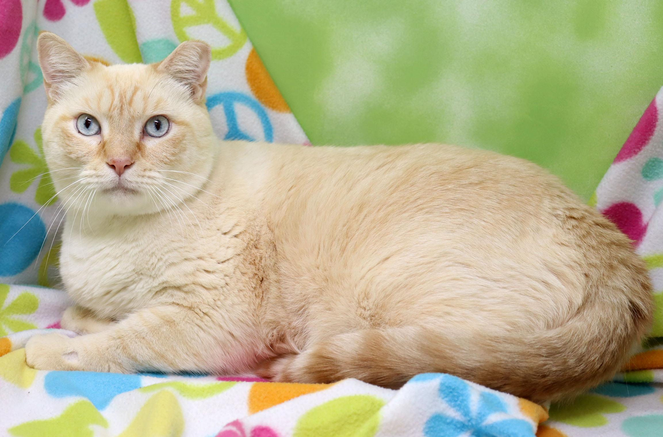 Enlarge Eggnogg, a ADOPTABLE Siamese in Tierra Verde, FL image 2/3