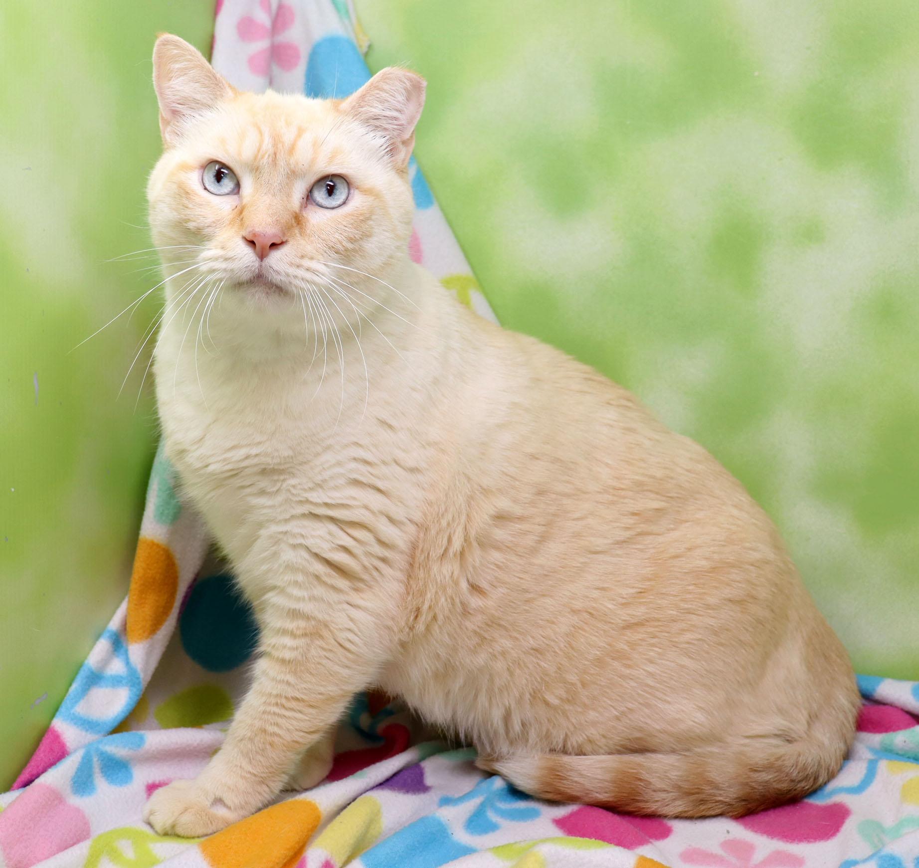 Enlarge Eggnogg, a ADOPTABLE Siamese in Tierra Verde, FL image 3/3
