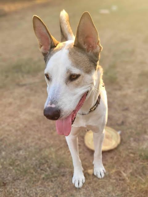 Kentucky, a Adoptable mixed breed in Bayonne, NJ image 6/6
