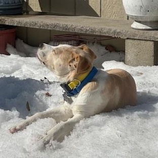 Gin Spirits — thumbnail 4