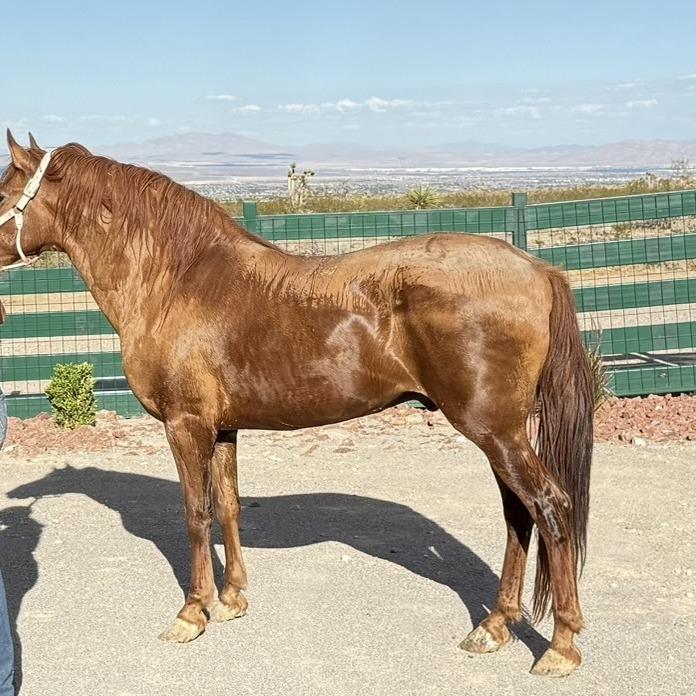 Bumble, Adoptable, Senior Male Quarterhorse.