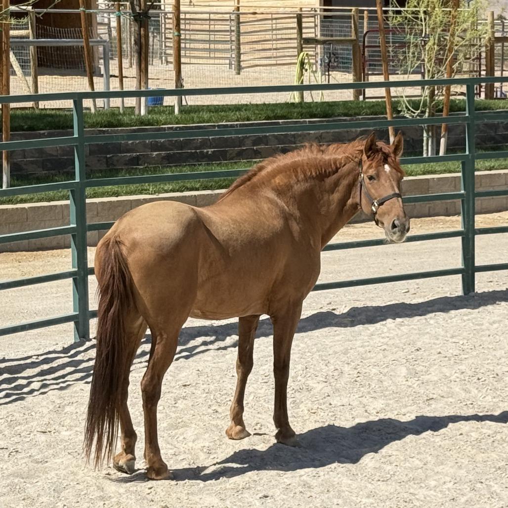 Enlarge Bumble, a Adoptable Quarterhorse in Las Vegas, NV image 2/2