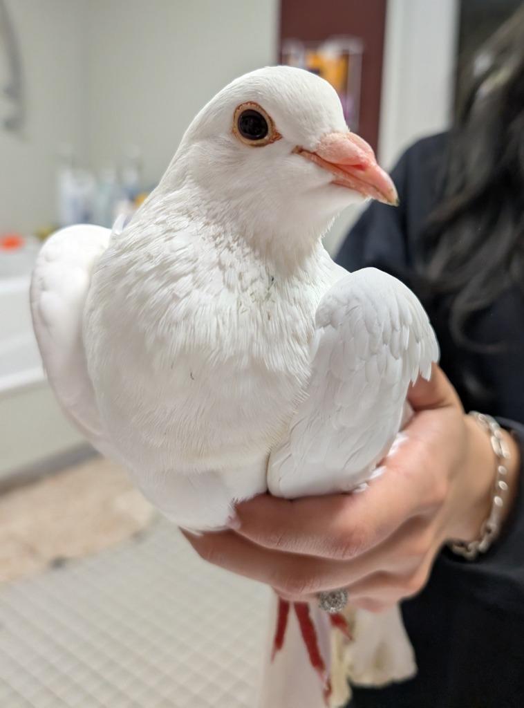 Enlarge Pearl, a Adoptable Dove in Fall River, MA image 1/1