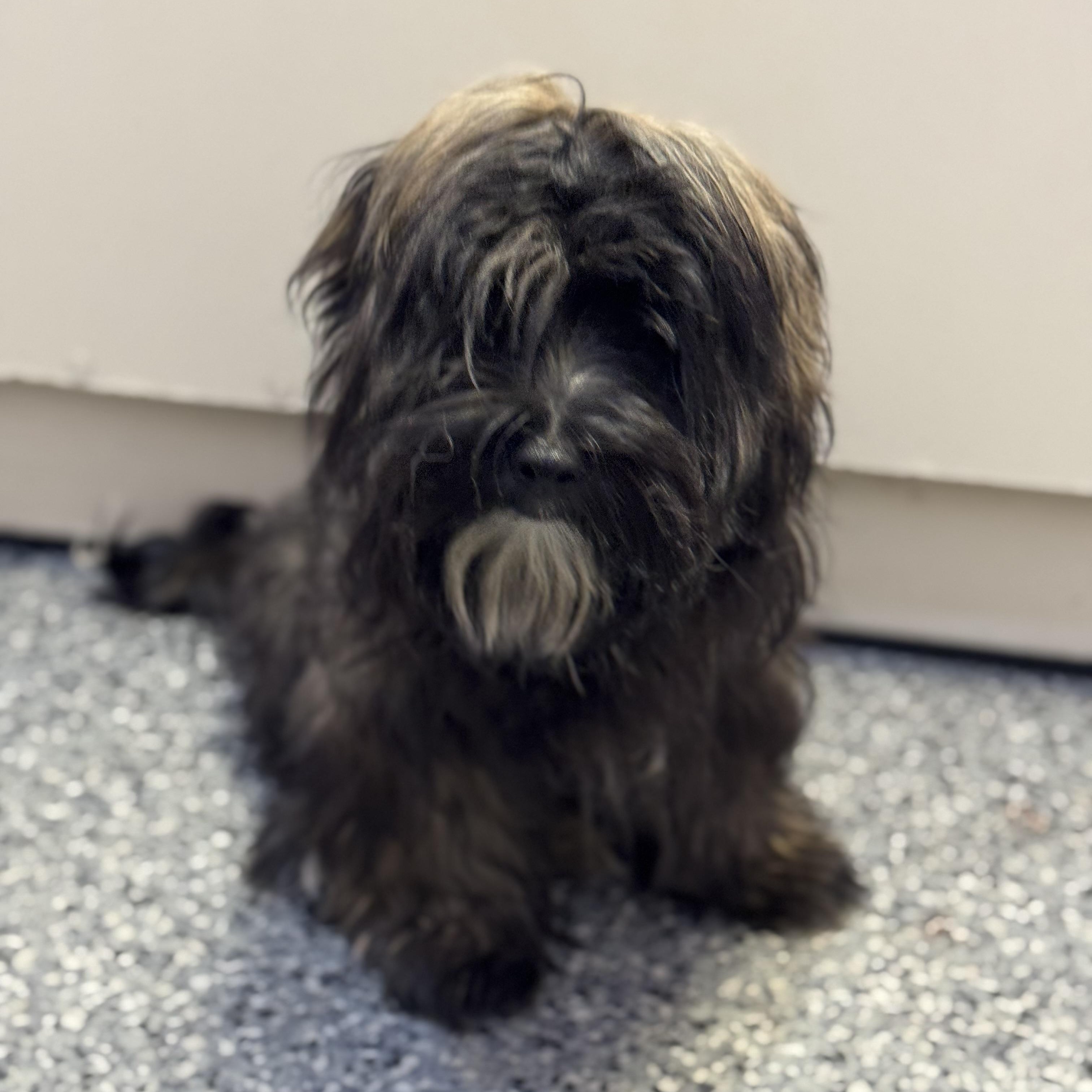 Simba , adopted, Young Male Terrier.