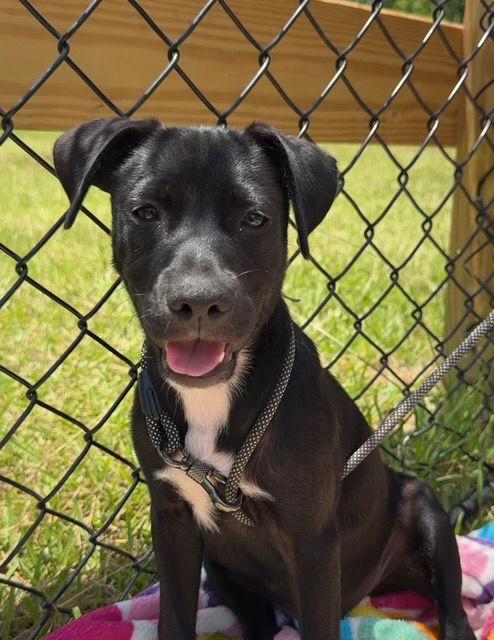 Monroe, Adopted, Young Male Labrador Retriever.