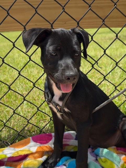 Enlarge Monroe, a Adopted Labrador Retriever in Tarrytown, GA image 2/3