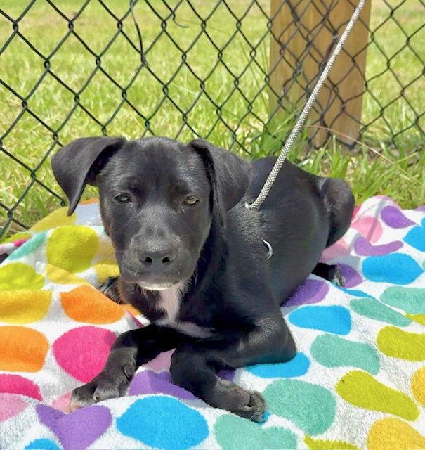 Enlarge Monroe, a Adopted Labrador Retriever in Tarrytown, GA image 3/3