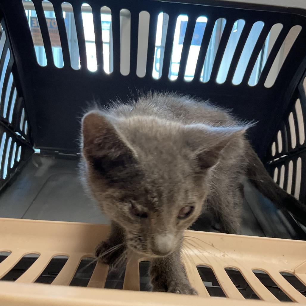 Jordy, Adoptable, Kitten Male Domestic Short Hair.