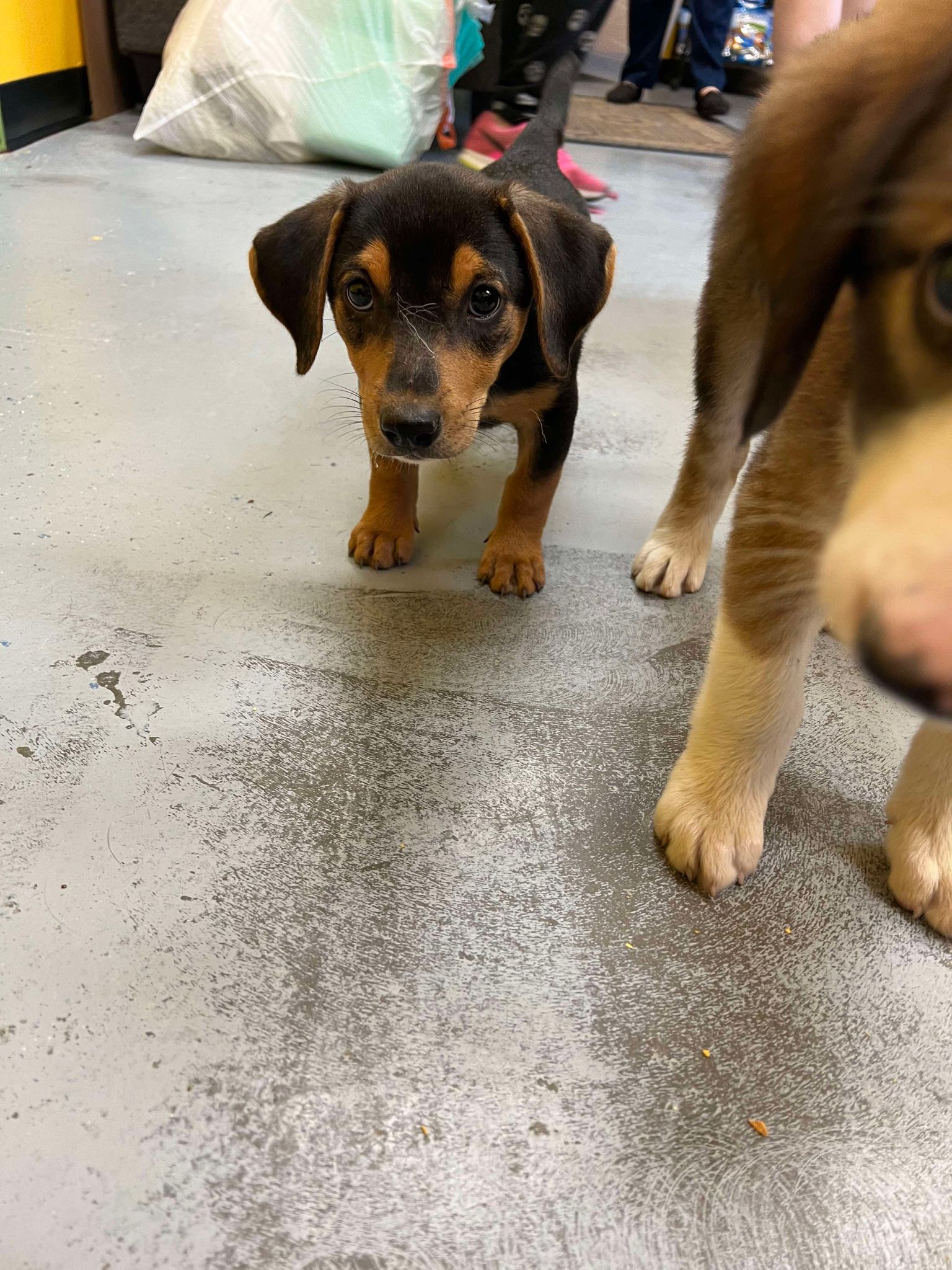 Weenie, Adopted, Puppy Female Dachshund.