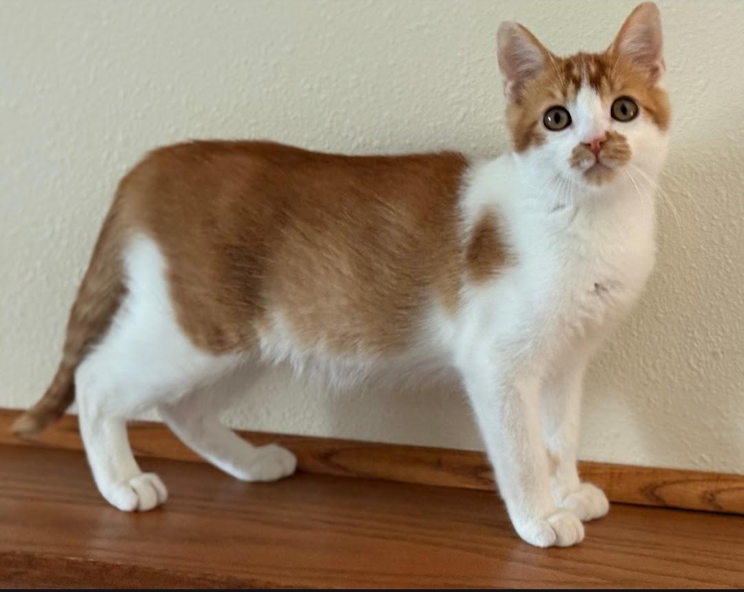 LEO, Adoptable, Young Male Domestic Short Hair.