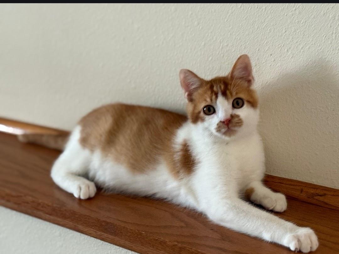 Enlarge LEO, a Adoptable Domestic Short Hair in Lake City, MN image 5/6