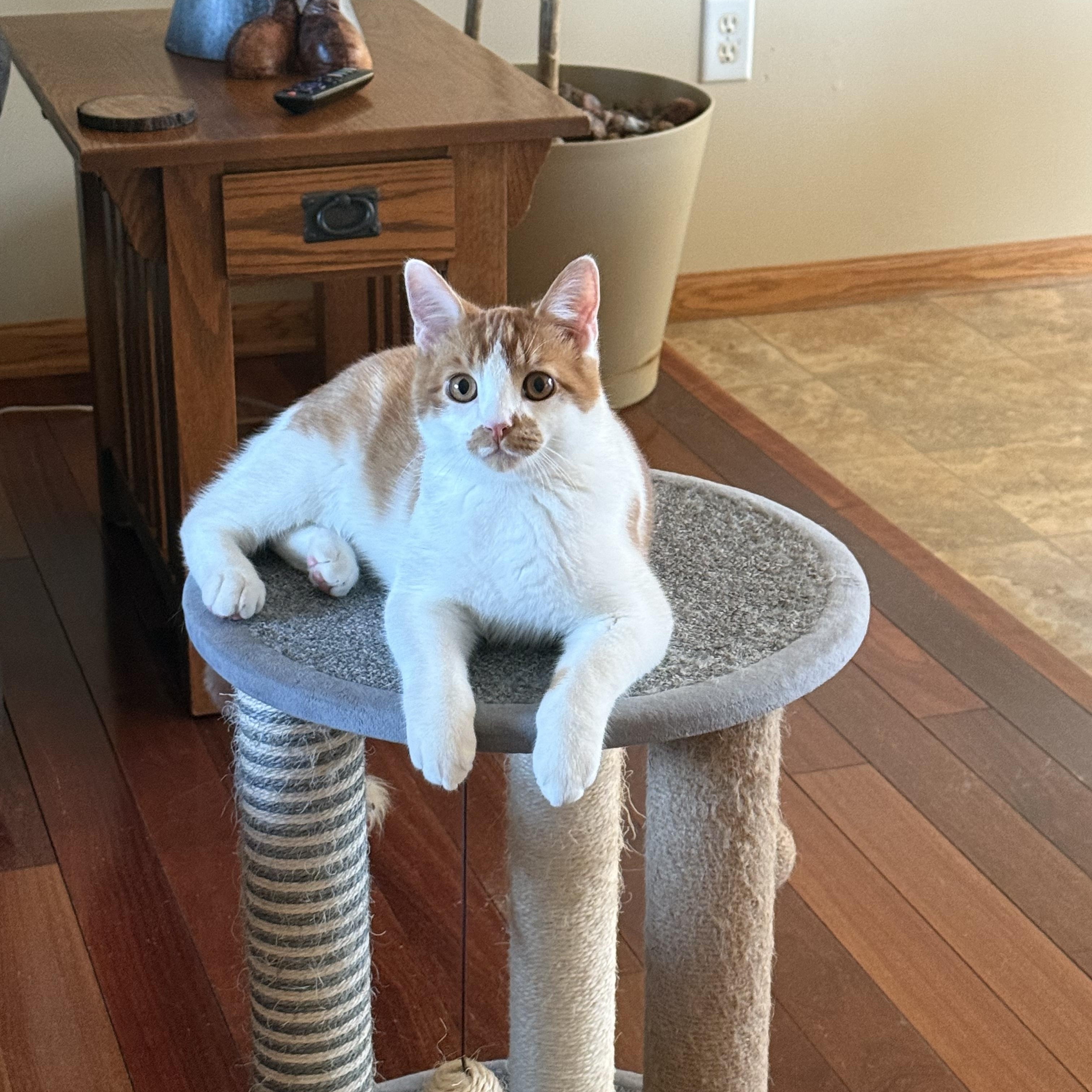 Enlarge LEO, a Adoptable Domestic Short Hair in Lake City, MN image 3/6