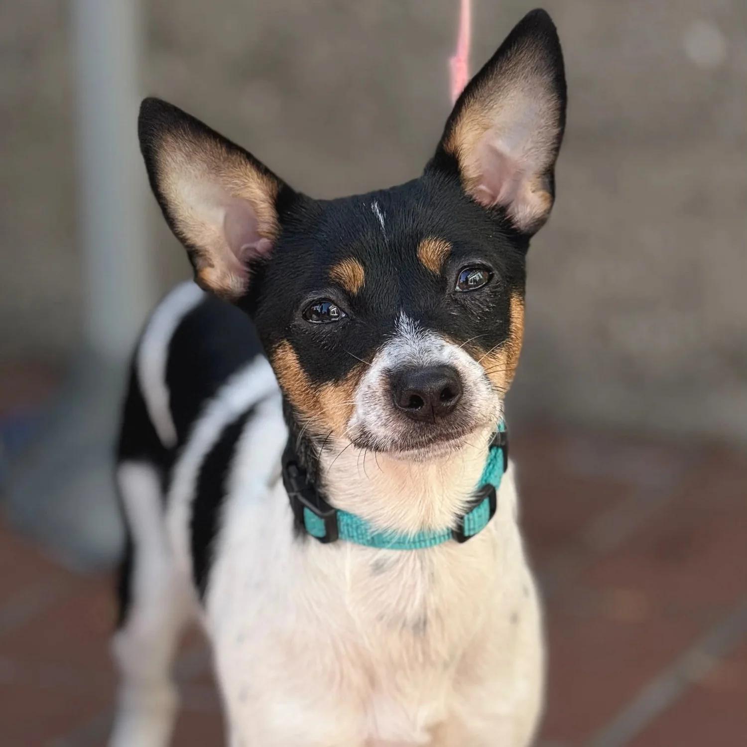 PIXIE, Adopted, Adult Female Chihuahua.