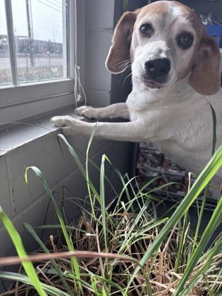 Princess 51702, ADOPTABLE, Adult Female Mixed Breed.