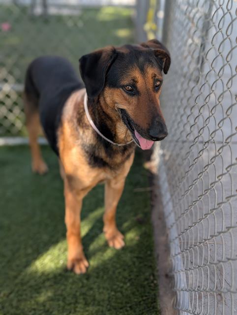 PEPPERMINT BARK, Adoptable, Adult Male German Shepherd Dog.