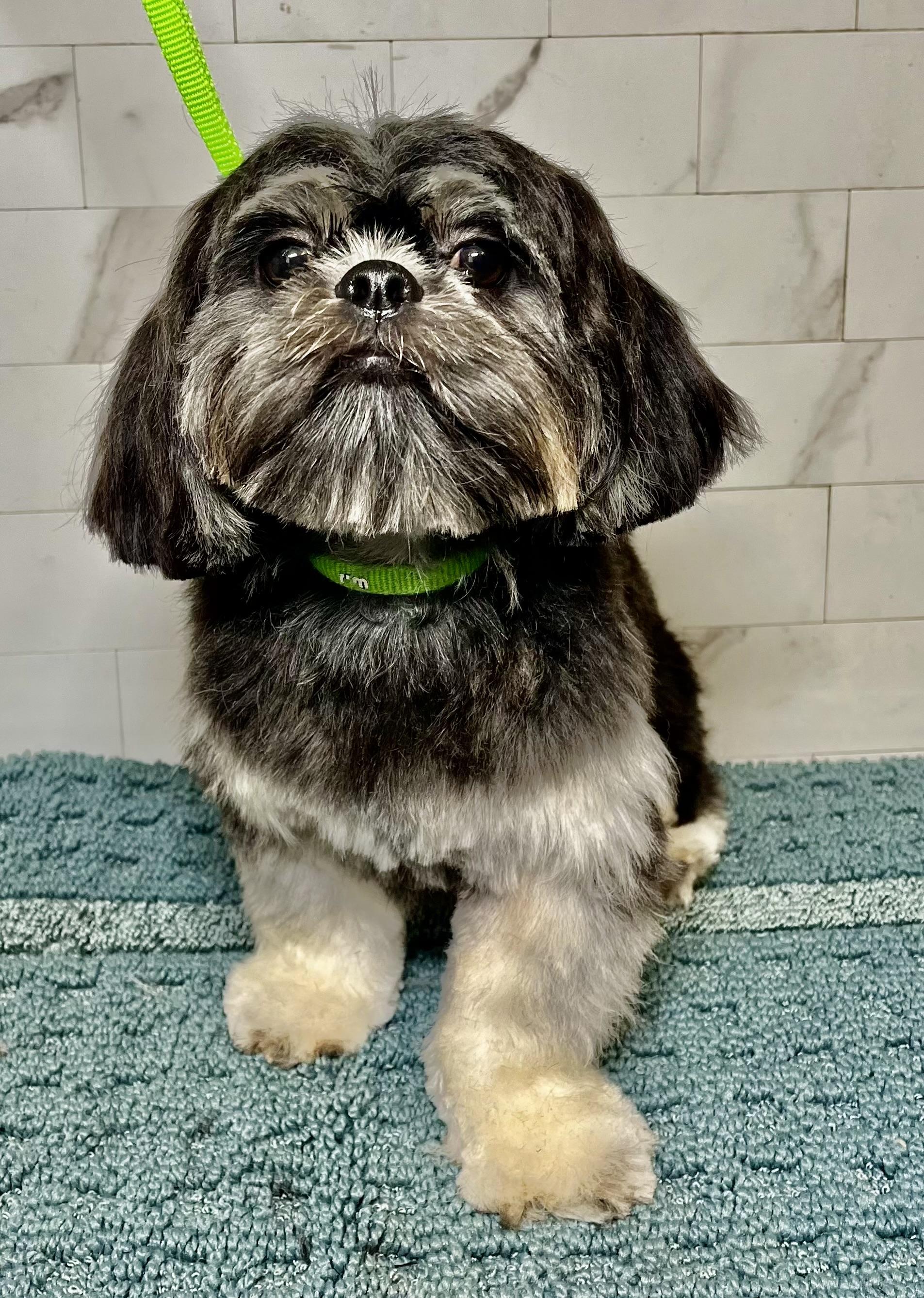 Luka Turner, Adoptable, Young Male Shih Tzu.