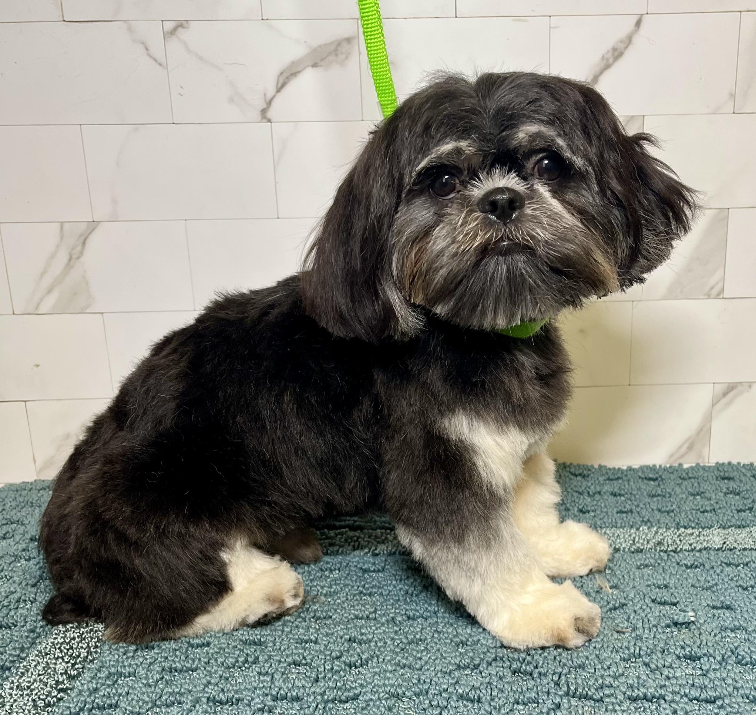 Luka Turner, a Adoptable Shih Tzu in Plano, TX image 2/3