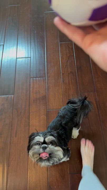Enlarge Luka Turner, a Adoptable Shih Tzu in Plano, TX video 3/3