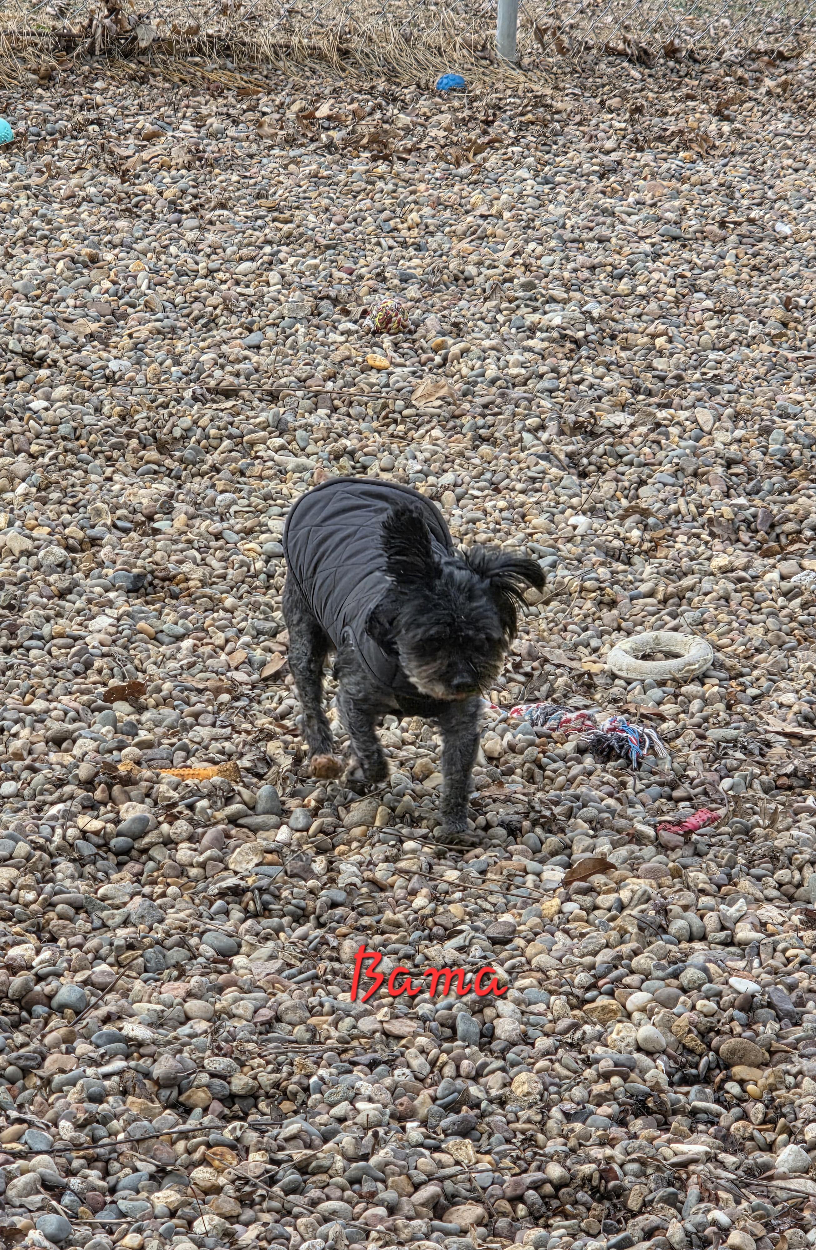 Bama, ADOPTABLE, Senior Male Shih Tzu.
