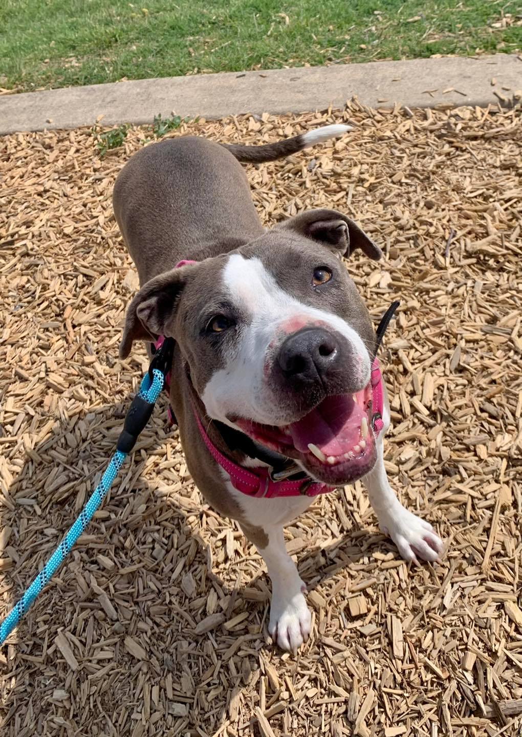 Diva, Adoptable, Adult Female American Staffordshire Terrier.