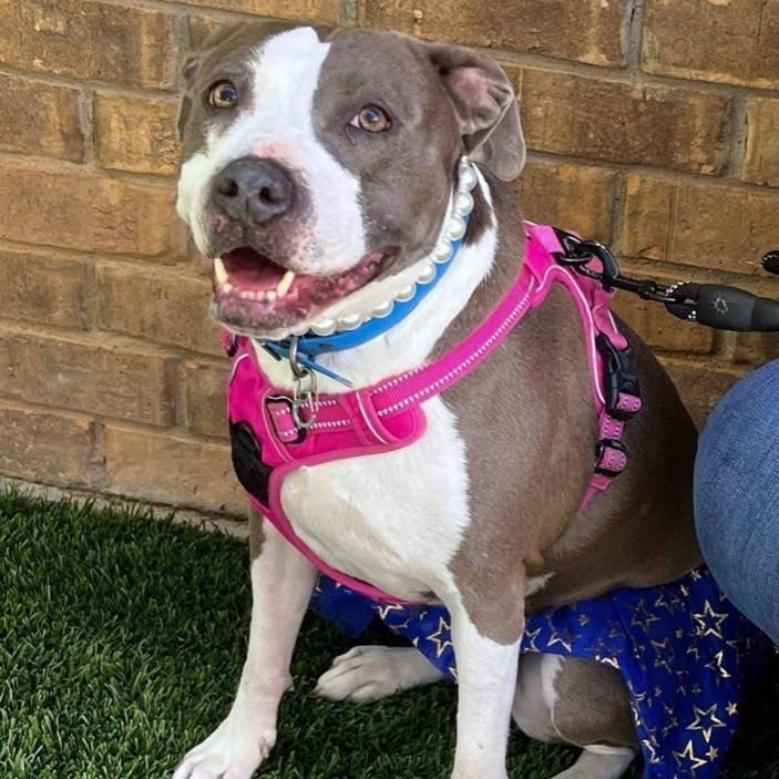 Enlarge Diva, a Adoptable mixed breed in Benbrook, TX image 2/12