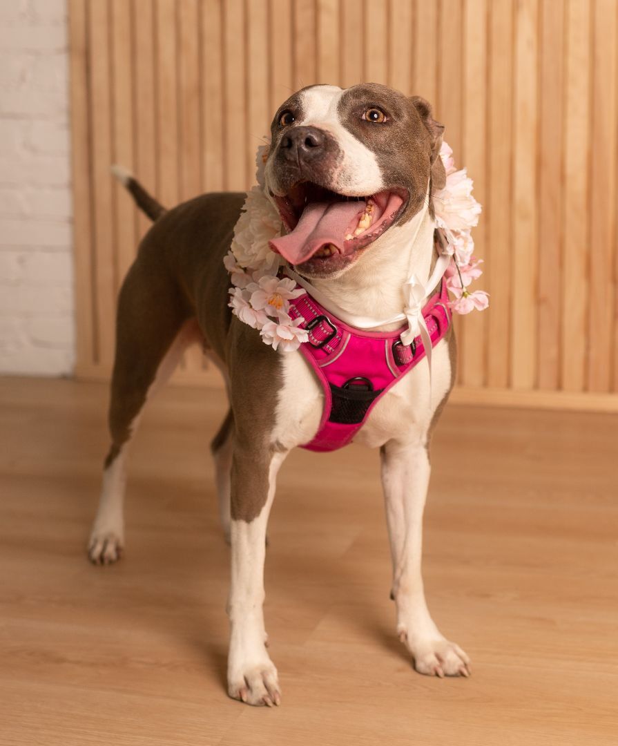 Enlarge Diva, a Adoptable mixed breed in Benbrook, TX image 3/12