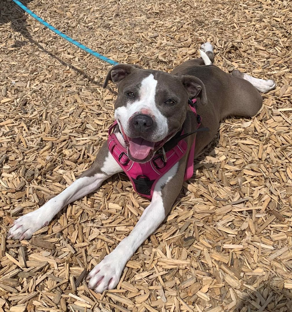 Enlarge Diva, a Adoptable mixed breed in Benbrook, TX image 4/12