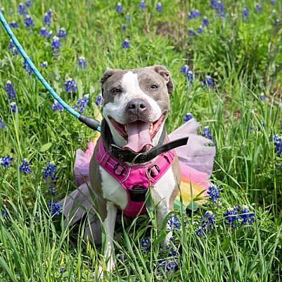 Enlarge Diva, a Adoptable mixed breed in Benbrook, TX image 5/12