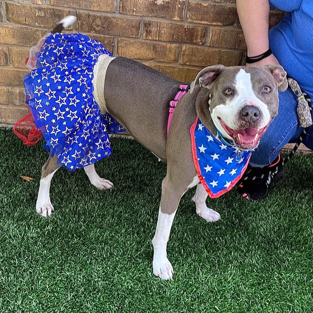 Enlarge Diva, a Adoptable mixed breed in Benbrook, TX image 6/12