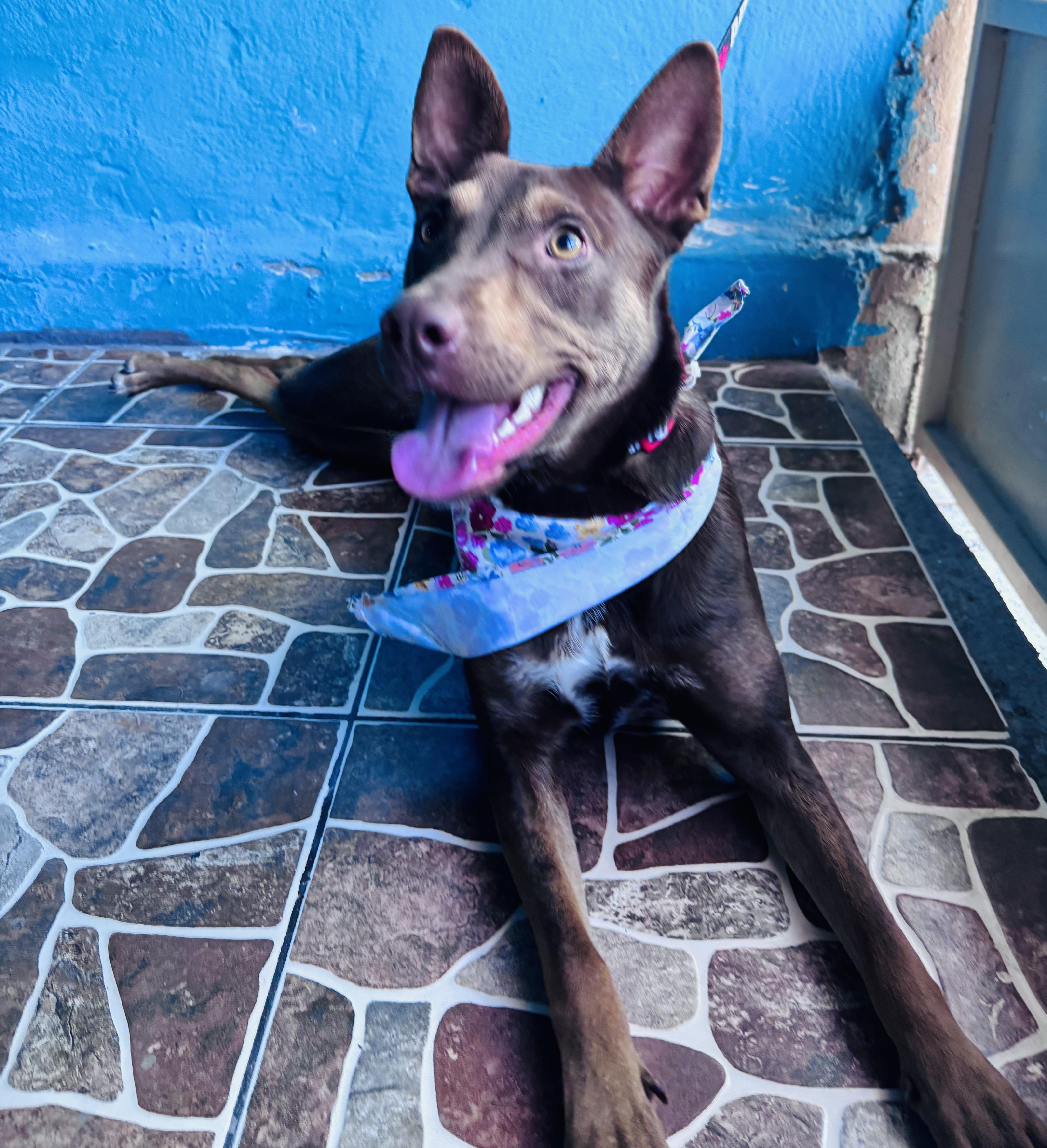 Enlarge Canela, a Adoptable mixed breed in New Britain, CT image 1/6