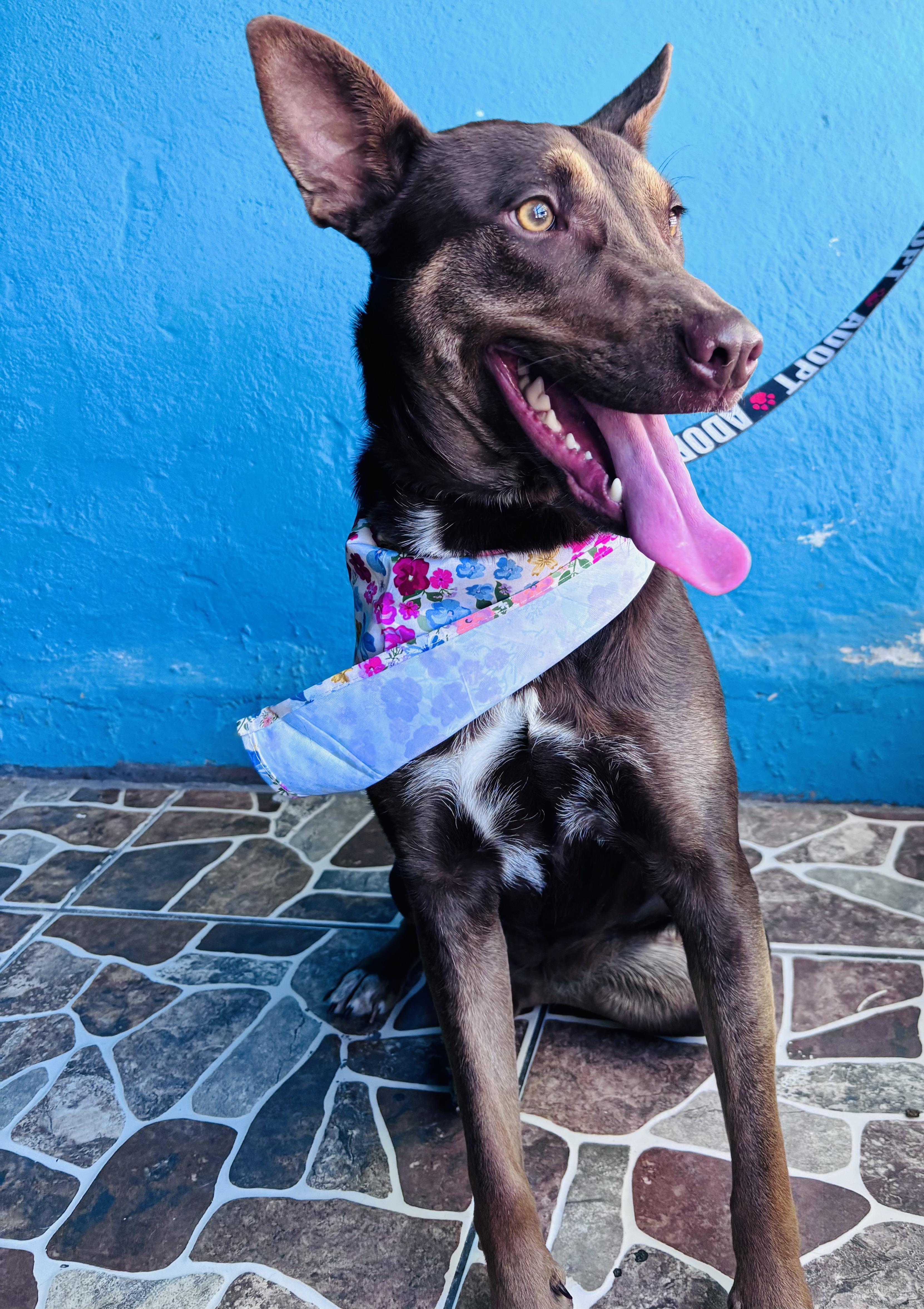 Enlarge Canela, a Adoptable mixed breed in New Britain, CT image 6/6