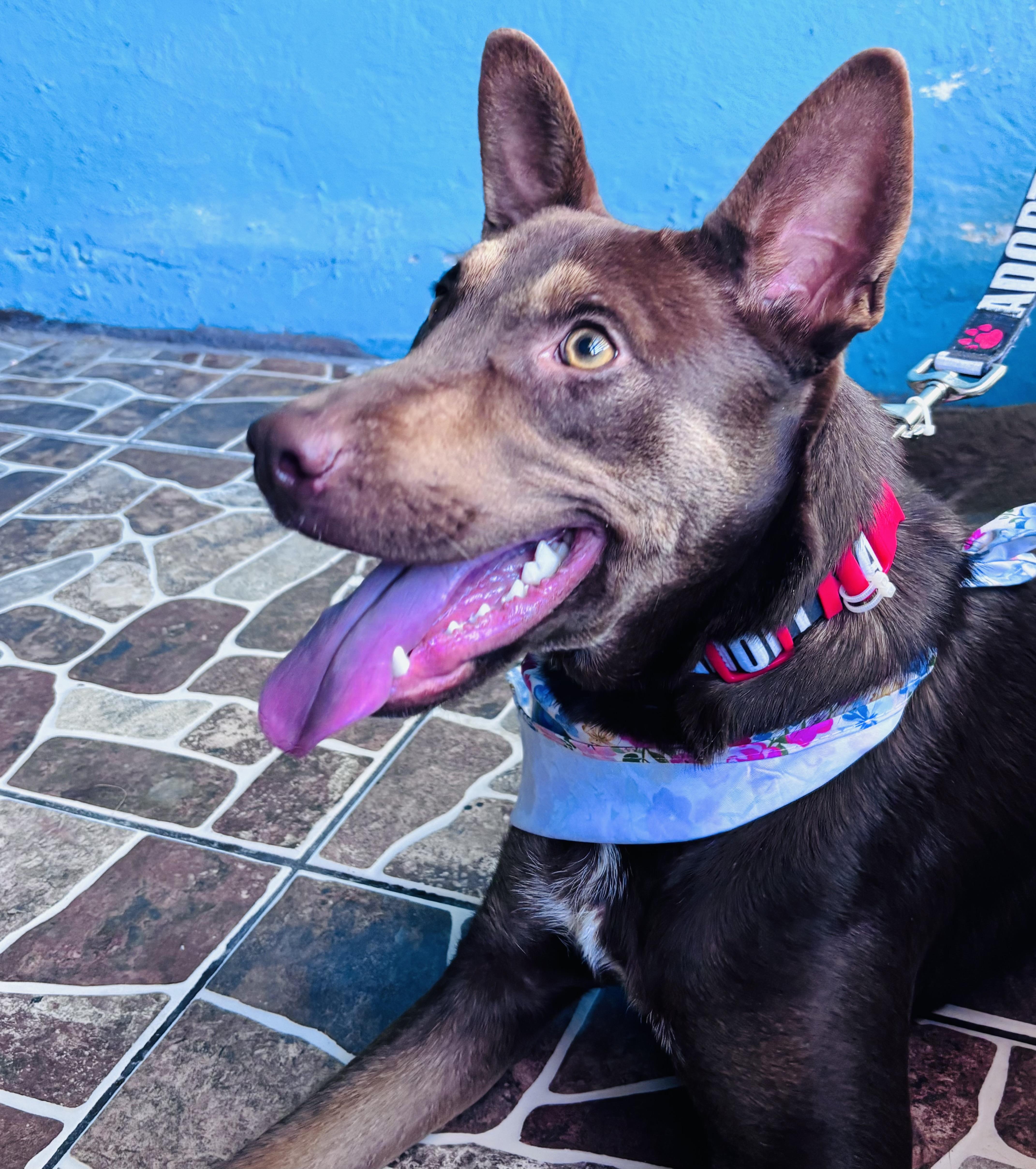 Enlarge Canela, a Adoptable mixed breed in New Britain, CT image 3/6