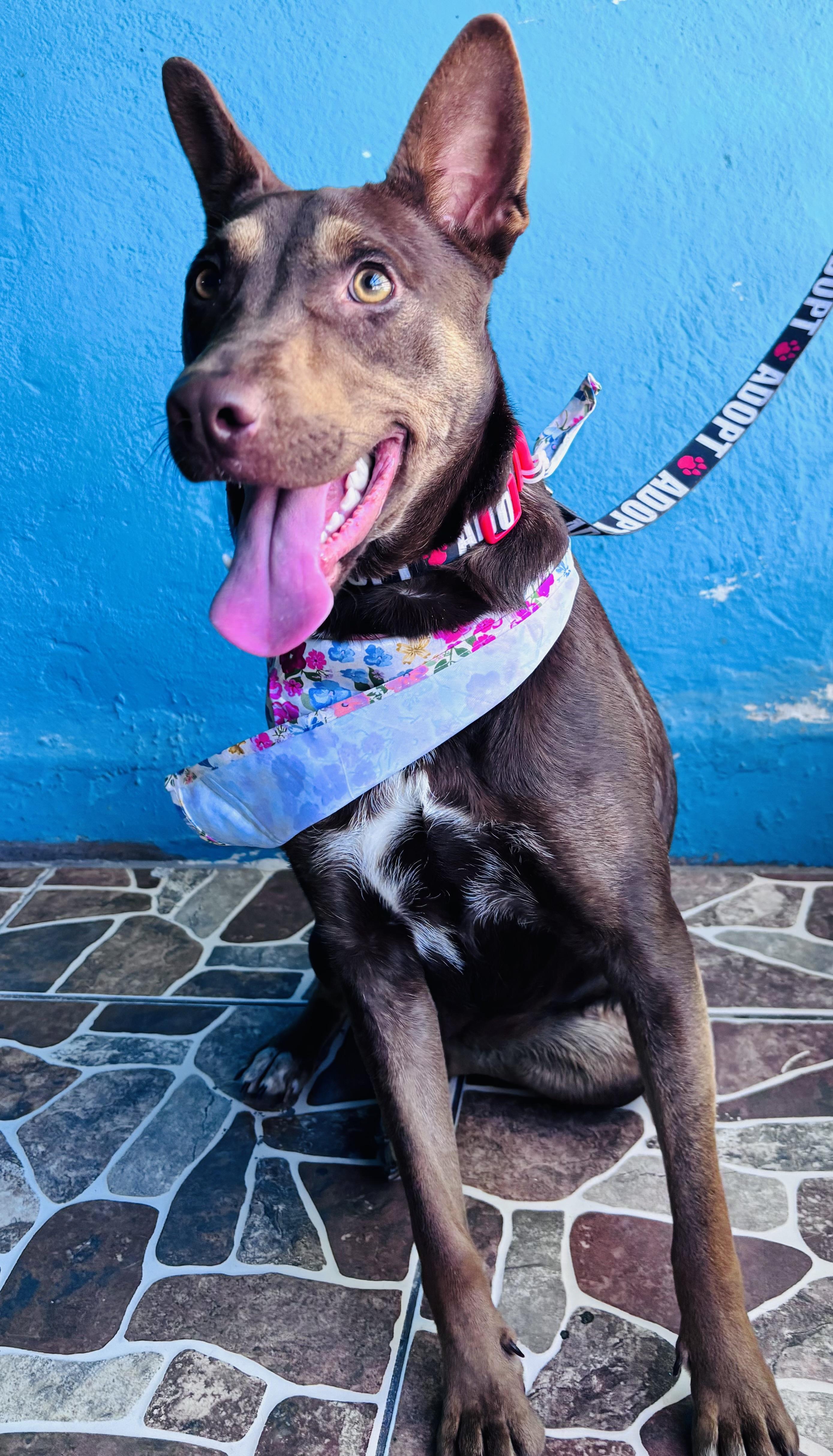 Enlarge Canela, a Adoptable mixed breed in New Britain, CT image 5/6