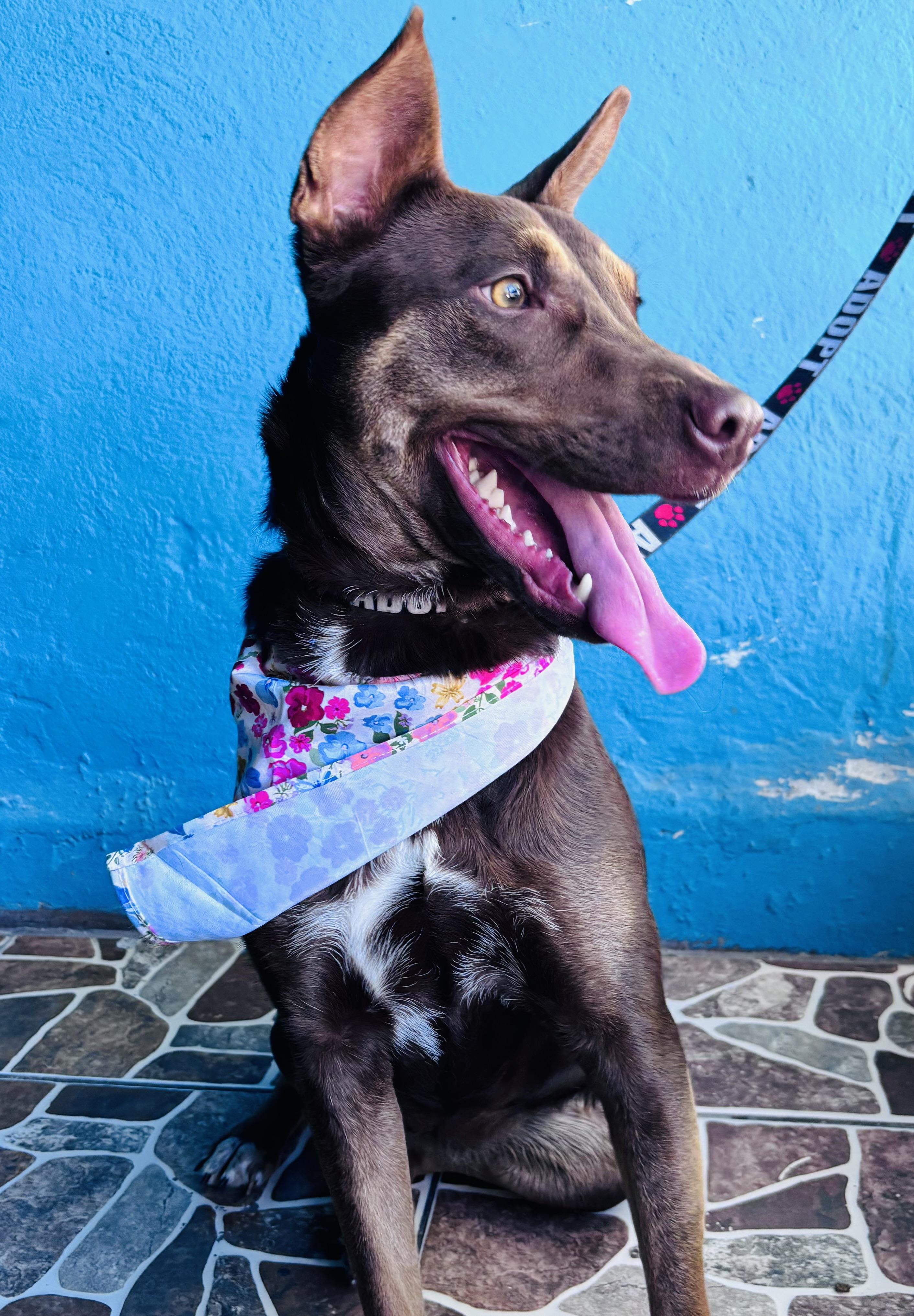 Enlarge Canela, a Adoptable mixed breed in New Britain, CT image 4/6