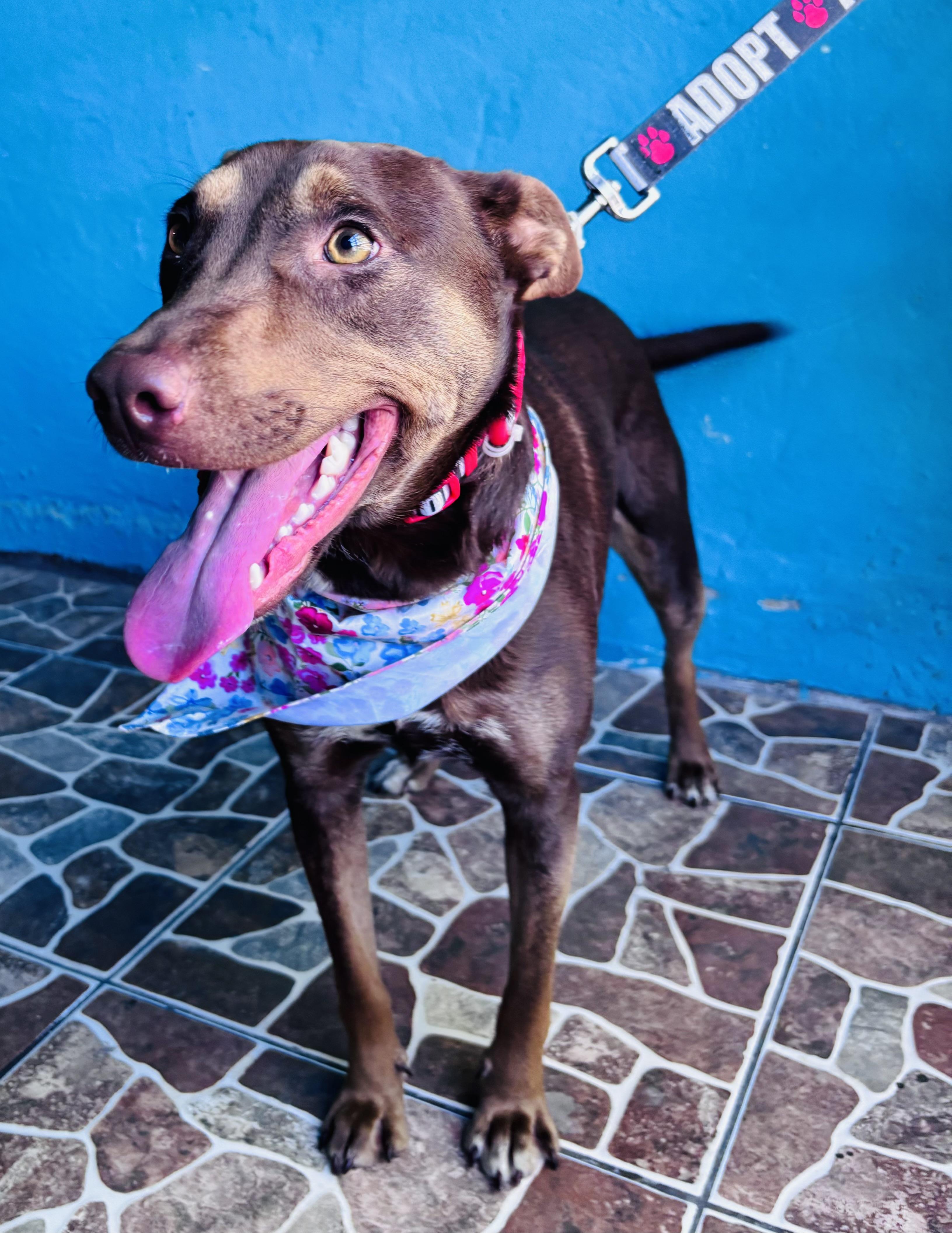 Enlarge Canela, a Adoptable mixed breed in New Britain, CT image 2/6