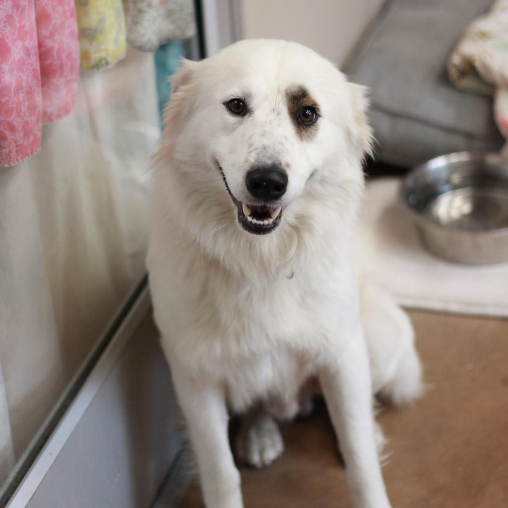 Enlarge FLYNN, a Adoptable mixed breed in Kyle, TX image 1/6