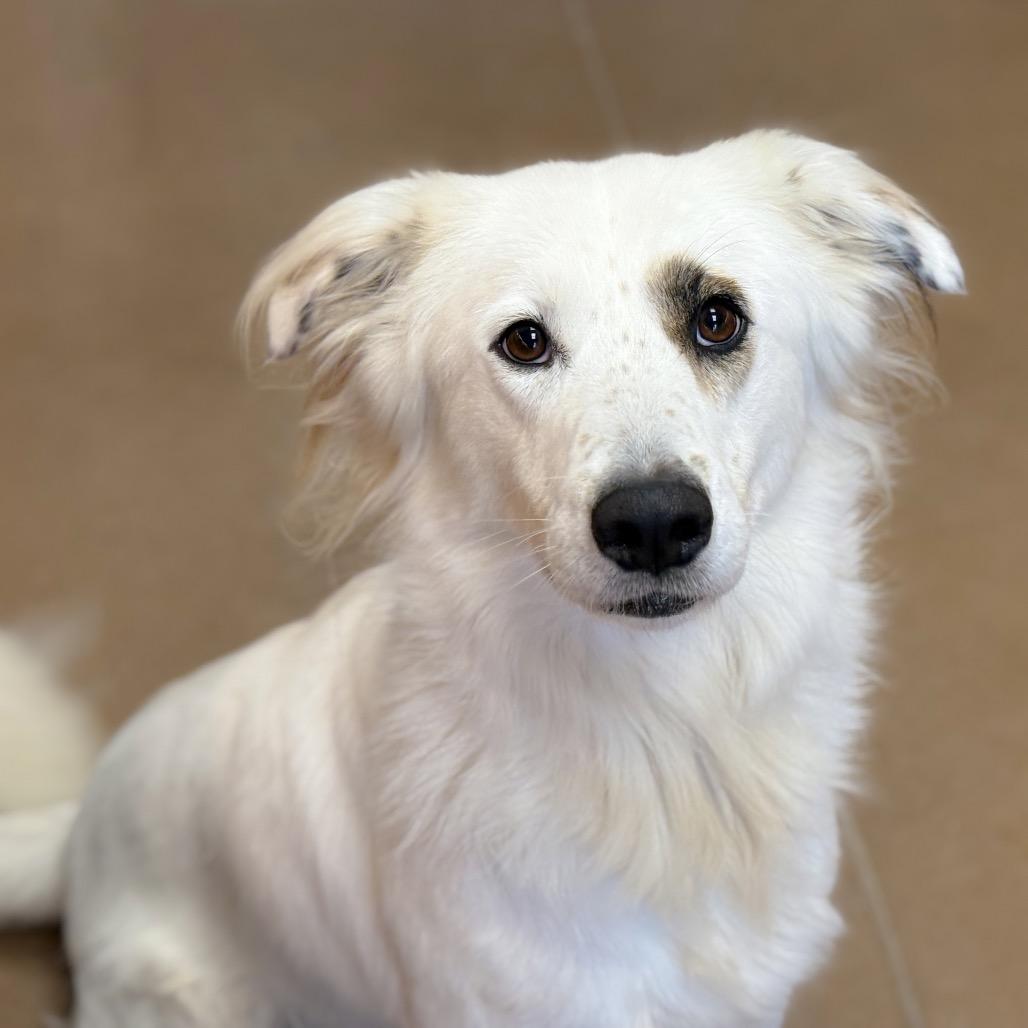 Enlarge FLYNN, a Adoptable mixed breed in Kyle, TX image 2/6